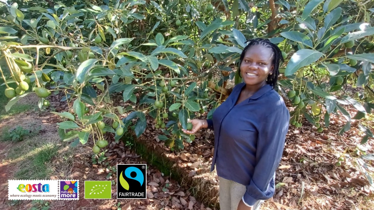 Growing number of Fairtrade avocado farmers Kenya